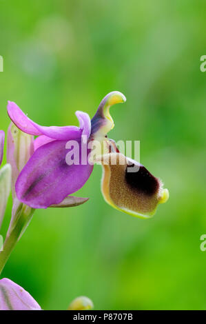 Orchidée fleur tenthrède Banque D'Images