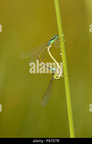 Van Paringswiel grasjuffer Tengere ; roue d'accouplement de demoiselles à queue bleu rare ; Banque D'Images