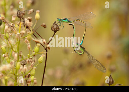 Van Paringswiel grasjuffer Tengere ; roue d'accouplement de demoiselles à queue bleu rare ; Banque D'Images