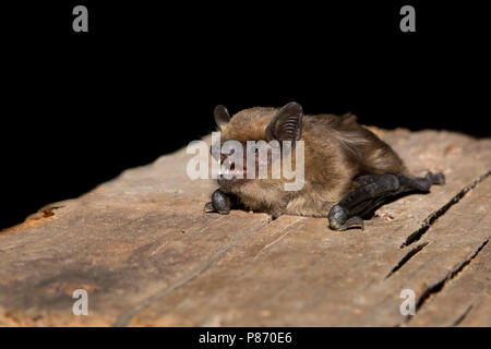 Laatvlieger, Serotine Eptesicus serotinus, Banque D'Images