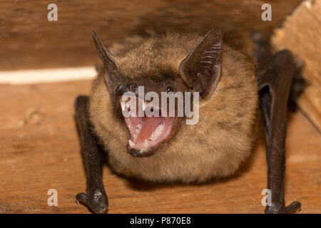 Laatvlieger, Serotine Eptesicus serotinus, Banque D'Images