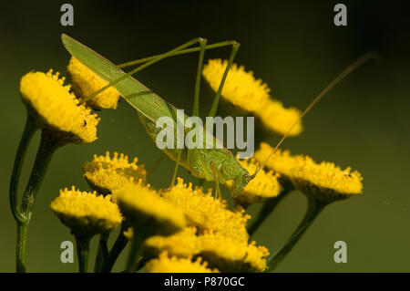 La drépanocytose de roulement-cricket sur flower Pays-bas, Sikkelsprinkhaan bloem op Nederland Banque D'Images
