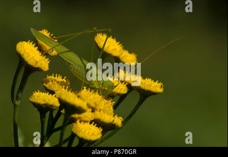 Sikkelsprinkhaan bloem op Nederland, la drépanocytose de roulement-cricket sur flower Pays-Bas Banque D'Images