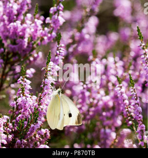 Klein Koolwitje op bloeiende heide ; Petits blancs sur la floraison Heather Banque D'Images