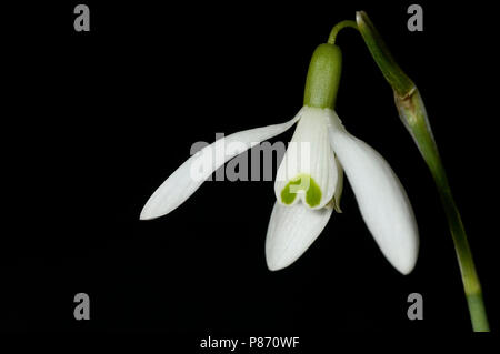 Sneeuwklokje, Commun Snowdrop Banque D'Images