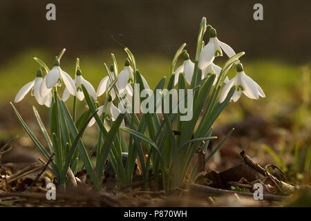 Sneeuwklokje, Commun Snowdrop Banque D'Images