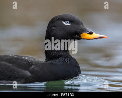 Macreuse Velver Drake sur une petite piscine extérieure pêche à Stavelot, Liège. 13 janvier, 2018. Banque D'Images