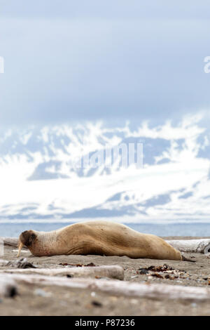 Op het strand liggend morse Morse ; couché sur la plage Banque D'Images