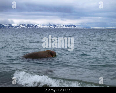 Le morse (Odobenus rosmarus), Spitzberg, Juin 2014 Banque D'Images