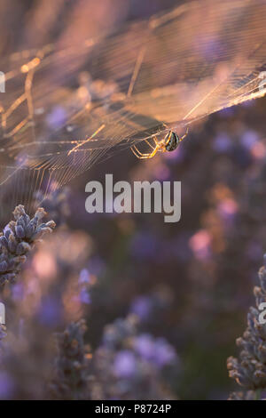 Wespspin, Wasp, Argiope bruennichi spider Banque D'Images