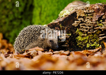 Europese egel dans l'ouest de l'Europe de l'Ouest ; bos Hedgehog in forest Banque D'Images