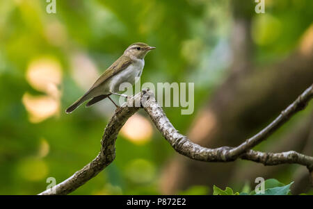 Mâle adulte Western Bonelli's Warbler Paruline x perché sur une branche en Camping Geversduin, Castricum, Noord Holland, aux Pays-Bas. 26 mai, 2018 Banque D'Images