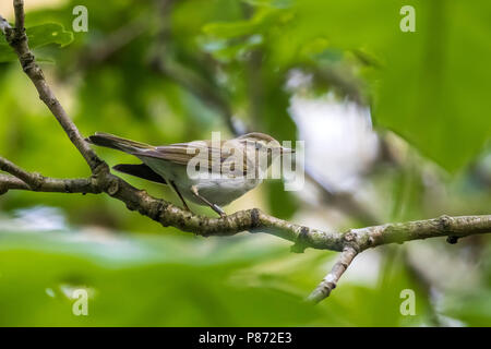 Mâle adulte Western Bonelli's Warbler Paruline x perché sur une branche en Camping Geversduin, Castricum, Noord Holland, aux Pays-Bas. 26 mai, 2018 Banque D'Images