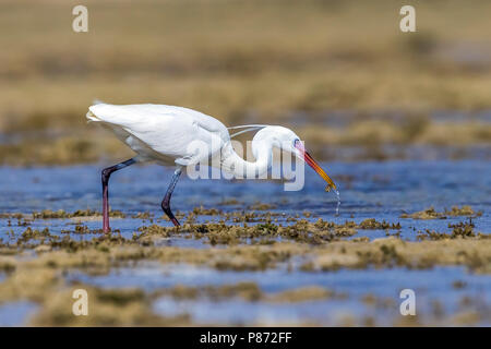 Forme blanche hot Arabian Western Reef Heron marche sur la rive, l'Égypte, Hamata Mer Rouge. Le 24 mai 2014. Banque D'Images