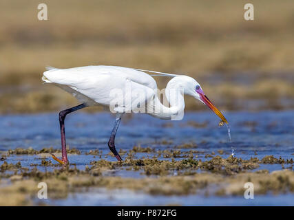 Forme blanche hot Arabian Western Reef Heron marche sur la rive, l'Égypte, Hamata Mer Rouge. Le 24 mai 2014. Banque D'Images