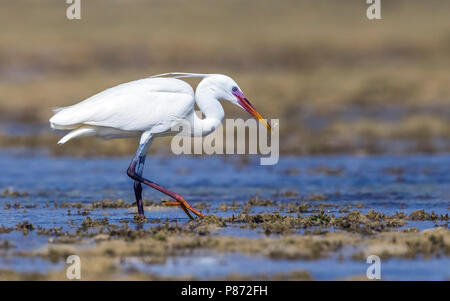 Forme blanche hot Arabian Western Reef Heron marche sur la rive, l'Égypte, Hamata Mer Rouge. Le 24 mai 2014. Banque D'Images