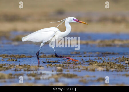 Forme blanche hot Arabian Western Reef Heron marche sur la rive, l'Égypte, Hamata Mer Rouge. Le 24 mai 2014. Banque D'Images