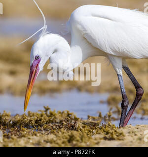 Forme blanche hot Arabian Western Reef Heron marche sur la rive, l'Égypte, Hamata Mer Rouge. Le 24 mai 2014. Banque D'Images