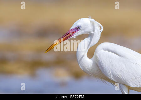 Forme blanche hot Arabian Western Reef Heron marche sur la rive, l'Égypte, Hamata Mer Rouge. Le 24 mai 2014. Banque D'Images