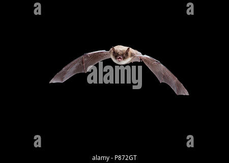 Vliegende Baardvleermuis ; Flying vibrisses Bat Banque D'Images