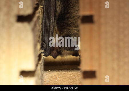 Slapende Baardvleermuis ; dormir à vibrisses Bat Banque D'Images