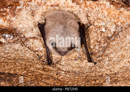 Baardvleermuis ; vibrisses Bat Banque D'Images