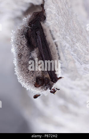 Slapende Baardvleermuis ; dormir à vibrisses Bat Banque D'Images