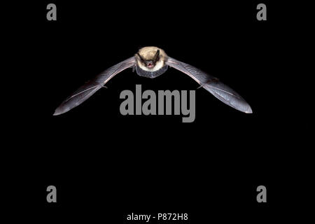 Vliegende Baardvleermuis ; Flying vibrisses Bat Banque D'Images