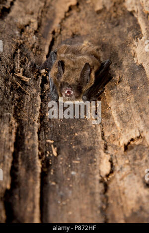 Baardvleermuis Moustac, bat, Myotis mystacinus Banque D'Images
