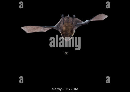 Baardvleermuis vliegend Moustac, bateau volant Banque D'Images