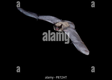 Vliegende Baardvleermuis ; Flying vibrisses Bat Banque D'Images