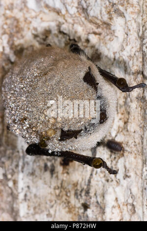 Slapende Baardvleermuis ; dormir à vibrisses Bat Banque D'Images
