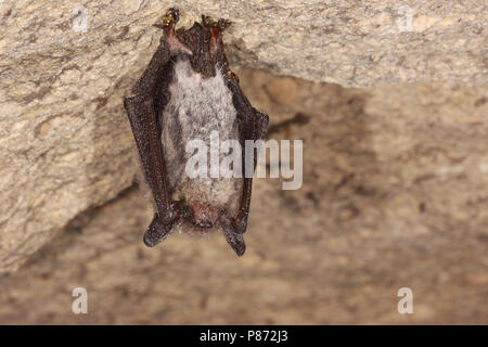 Slapende Baardvleermuis ; dormir à vibrisses Bat Banque D'Images