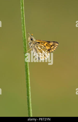 Bont dikkopje rustend op gras, skipper à damiers reposant sur reed Banque D'Images