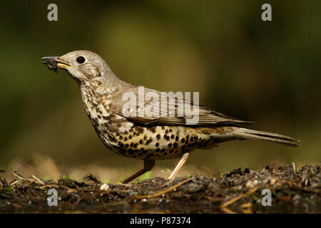 Grote Lijster rencontré nest materiaal in de bek, Mistle Thrush avec matériau, Banque D'Images