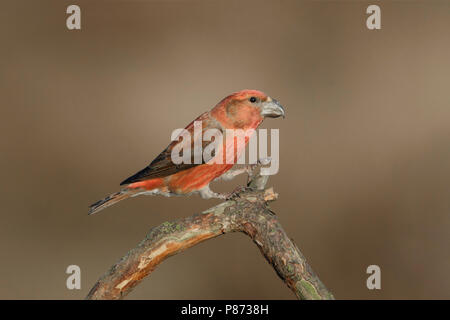 Grote Kruisbek op tak, Bec de perroquet, pearched Banque D'Images