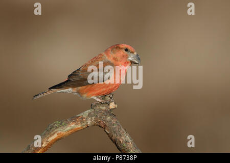 Grote Kruisbek zittend op tak, Bec de perroquet, pearched Banque D'Images