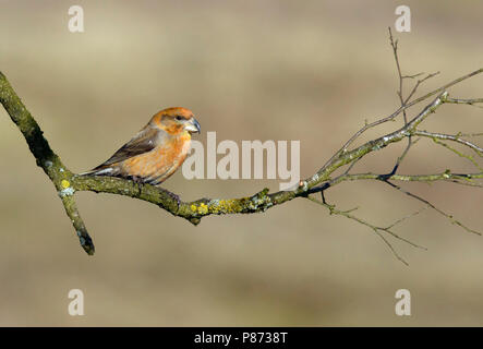 Grote Kruisbek op tak, Bec de perroquet, pearched Banque D'Images