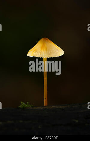 Prachtmycena Saffrondrop ; Bonnet ; Banque D'Images