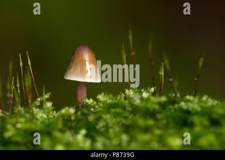 Prachtmycena Saffrondrop ; Bonnet ; Banque D'Images