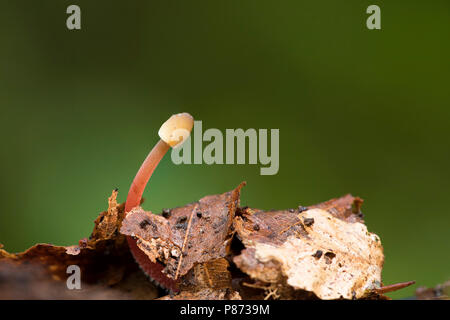 Prachtmycena Saffrondrop ; Bonnet ; Banque D'Images