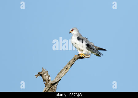 Grijze Wouw zittend à boom ; Black-winged Kite assis sur la branche, Banque D'Images