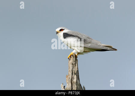 Grijze Wouw zittend à boom ; Black-winged Kite assis sur l'arbre, Banque D'Images