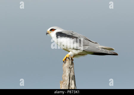 Grijze Wouw zittend op tak ; Black-winged Kite assis sur l'arbre, Banque D'Images