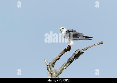 Grijze Wouw zittend à boom ; Black-winged Kite assis sur une branche, Banque D'Images