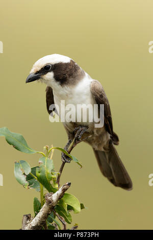 Witkruinklauwier ; Southern white-couronné migratrice ; Banque D'Images