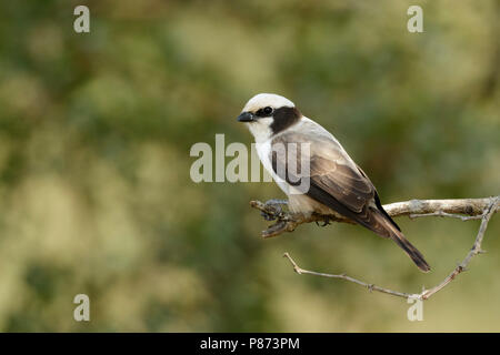 Witkruinklauwier ; Southern white-couronné migratrice ; Banque D'Images