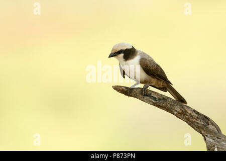 Witkruinklauwier ; Southern white-couronné migratrice ; Banque D'Images