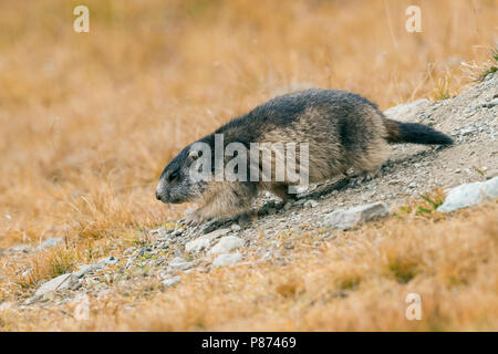 Marmotte alpine, Alpenmarmot Banque D'Images