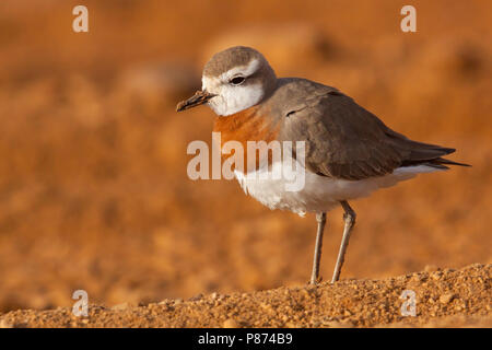 Caspian Plover adultes durant la migration de printemps en Israël Banque D'Images